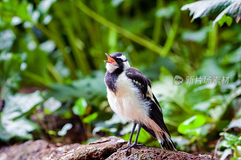 喜鹊 (Grllina cyanoleuca)